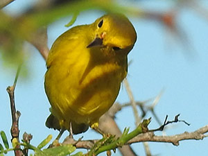 The Yellow Warbler is commonly found on Bonaire.