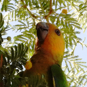 Portrait of Bonaire's Brown-throated Parakeet.