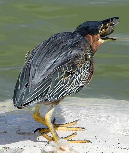 A Green Heron eating its catch head-first.