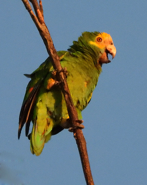 The Yellow-shouldered Parrot, seen on Bonaire.
