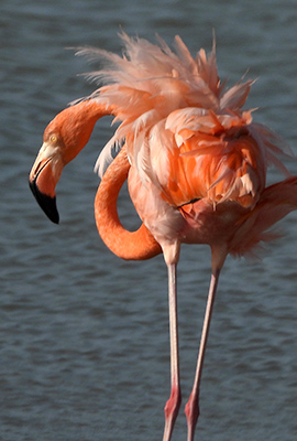 Bonaire's flamingo can be observed at many locations around Bonaire.