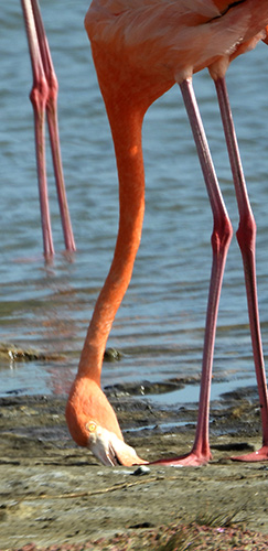 An American Flamingo drinks at a fresh-water upwelling.