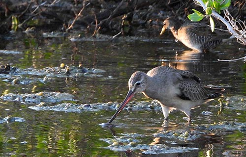A Hudsonian Godwit with a Sora in  the background.
