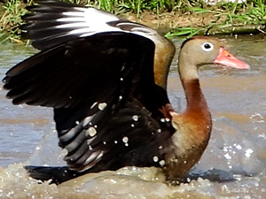 Black-bellied Whistling Ducks are often observed on the interior tour.