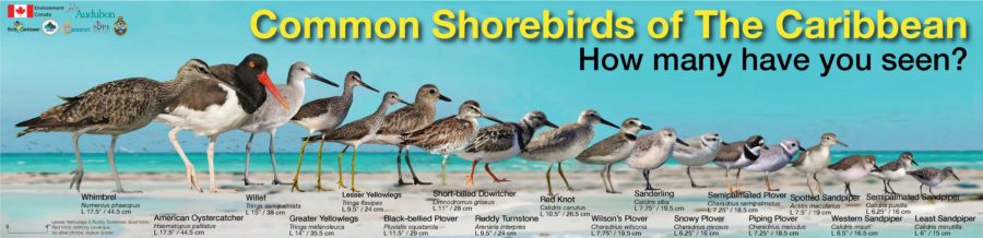 Common shorebirds in the Caribbean.