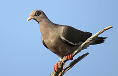 Bare-eyed Pigeon