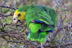 Yellow-shouldered Parrot