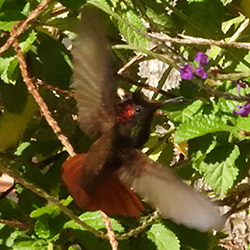 Ruby-topaz Hummingbird