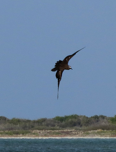 A Brown Noddy in flight over Bonaire's salt pans.