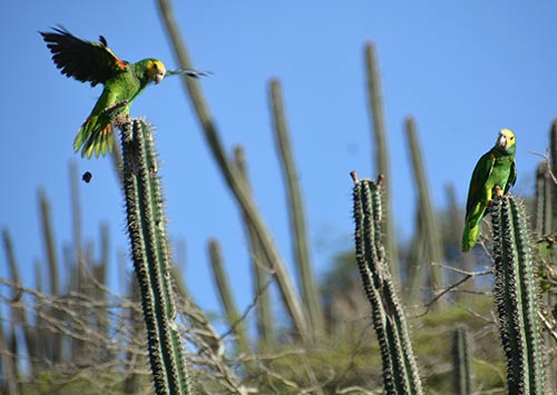 Released captive-born parrots begin feeding upon cactus fruits.