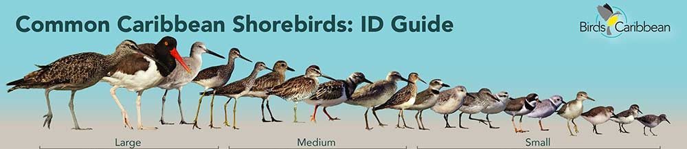 Common Caribbean Shorebird Identification
