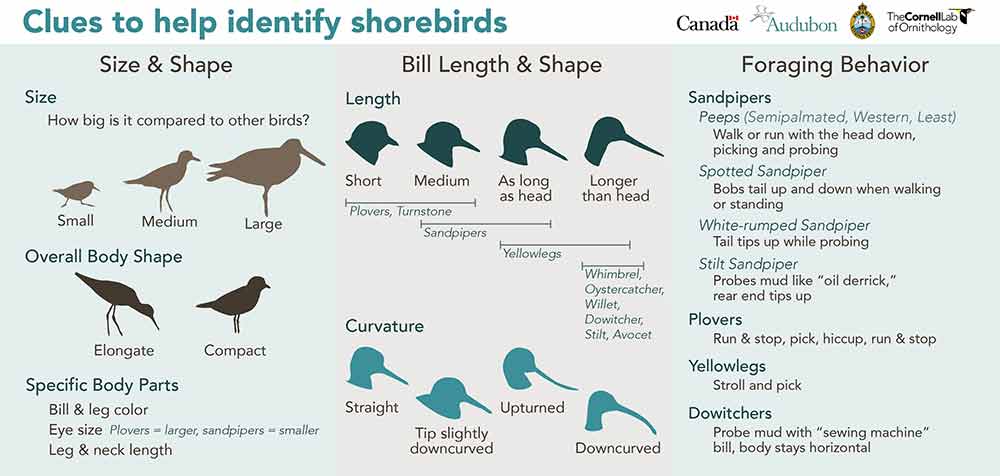 Visual clues for shorebird identification