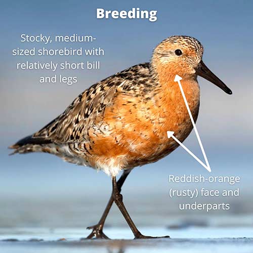 Red Knot, breeding plumage.