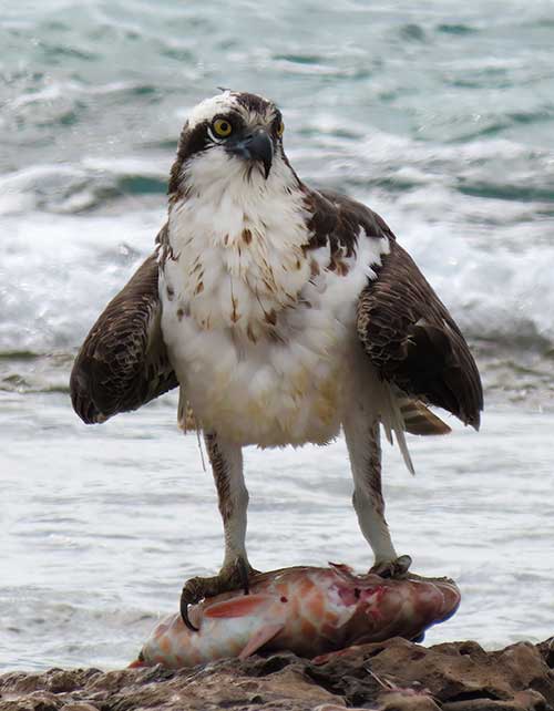 An Osprey with a catch on Bonaire's southern coast.