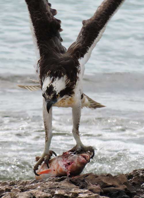 An Osprey with a catch on Bonaire's southern coast.