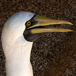 The Masked Booby.