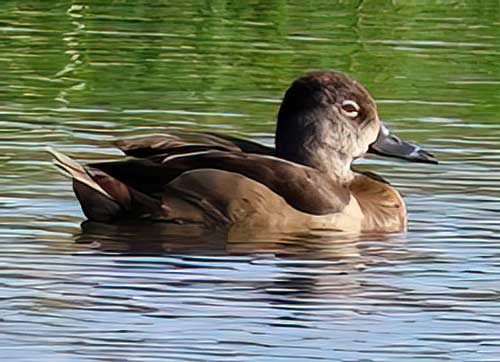 A female Ring-Necked Duck