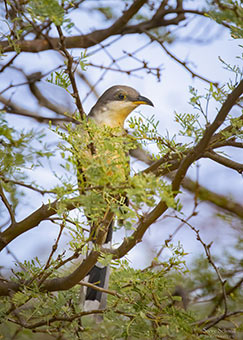 Mangrove Cuckoo, image by Steve Schnoll