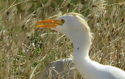 The head and neck of a Cattle Egret on Bonaire.