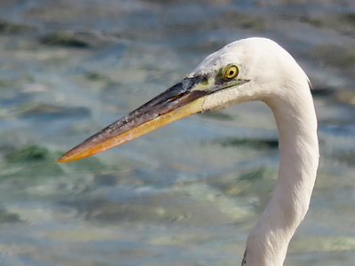 The head and neck of the white morph of the Great Blue Heron, on Bonaire.