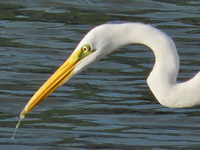 The head and neck of a Great Egret on Bonaire.