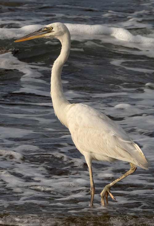 The white morph of the Great Blue Heron, called the Great White Heron, forages along a Bonaire shoreline.