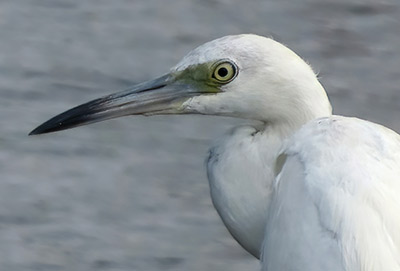 The head and neck of a Little Blue Heron (immature).