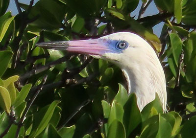 The head and neck of a Reddish Egret (white morph) on Bonaire.