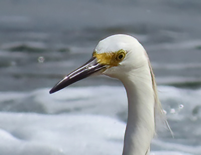 The head and neck of a Snowy Egret on Bonaire.