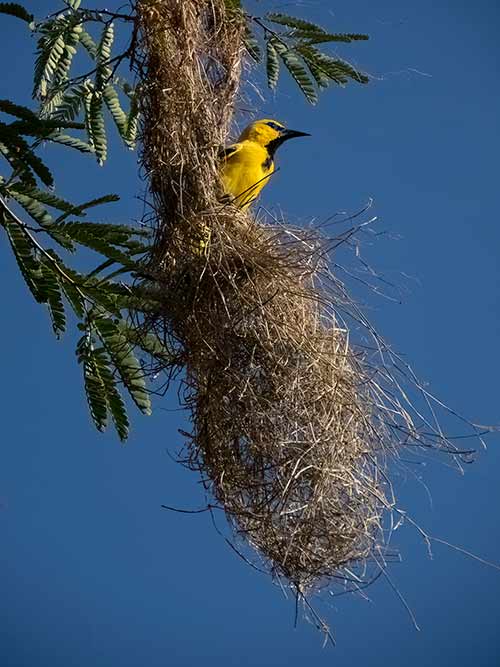 A Yellow Oriole weaves its nest on Bonaire.