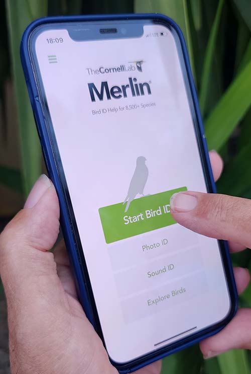 Using the Merlin Bird ID mobile app.