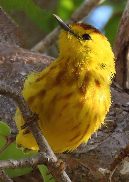 Yellow Warbler (Golden Group)