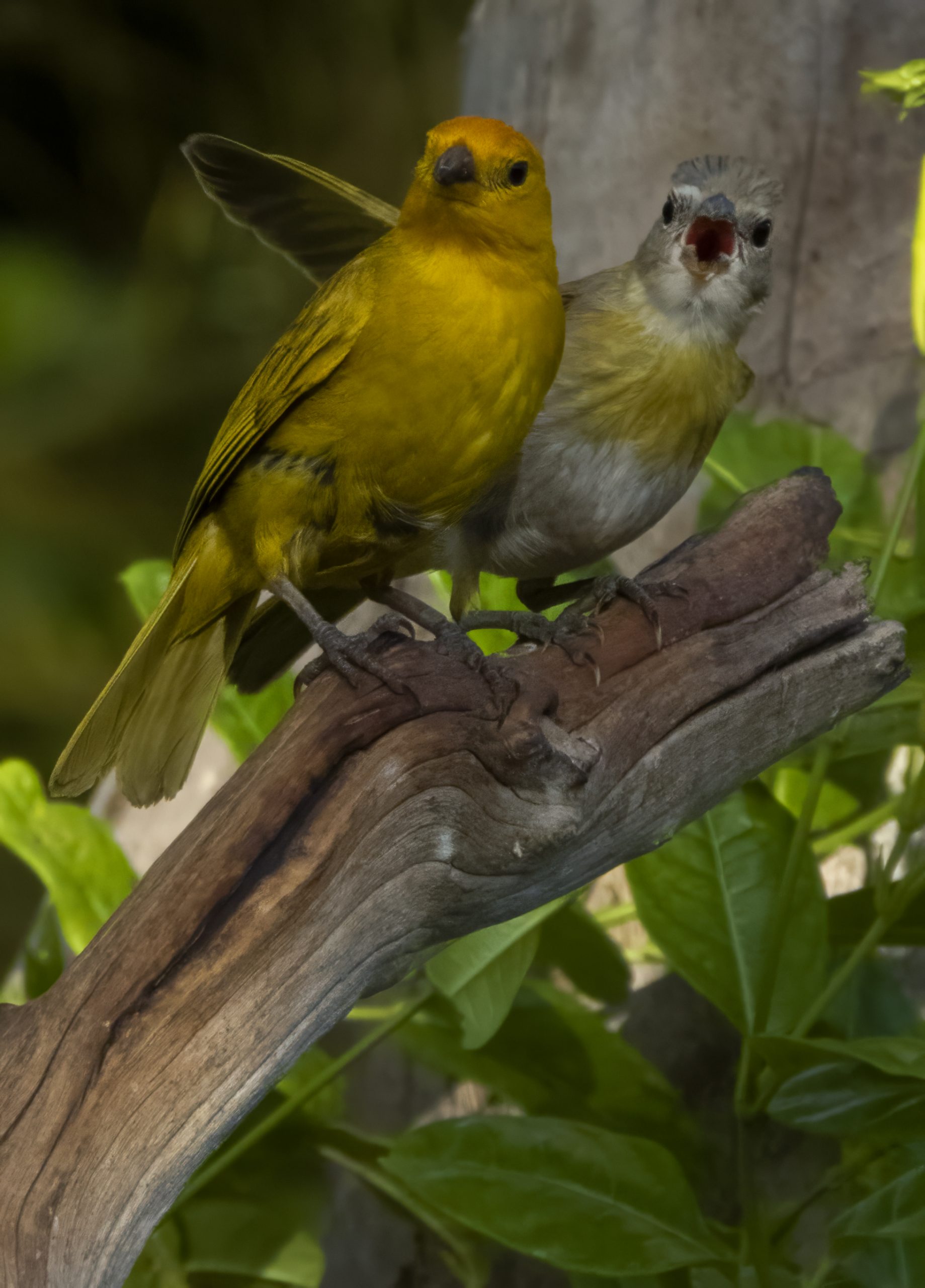 A parent Saffron Finch brings its fledgling to the garden.
