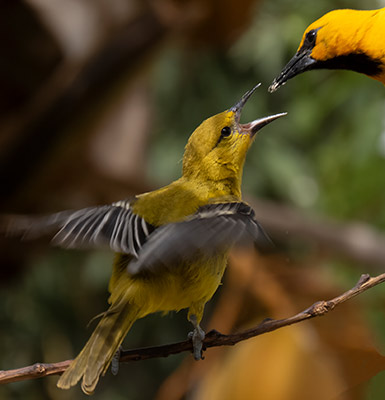 A parent Yellow Oriole feeds its fledgling.