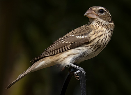 A female Rose-breasted Grosbeak passes through Bonaire during fall migration.