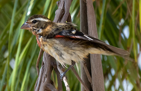 A male Rose-breasted Grosbeak passes through Bonaire during fall migration.