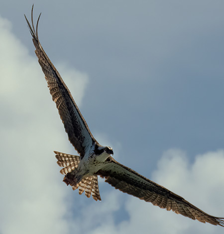 An Osprey flies overhead each morning on its daily commute to work--at the oceanside.
