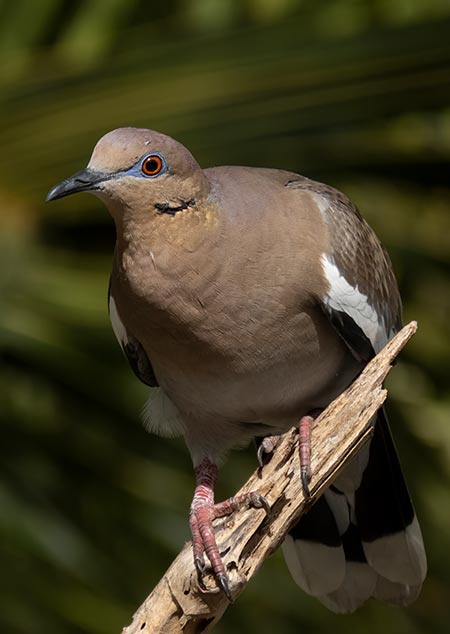 A White-winged Dove visits Bonaire for the first time.